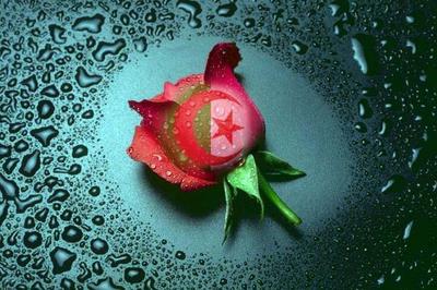 alger